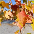 Ambrovník styraxový (Liquidambar styraciflua) ‘GOLDEN SUN’®- výška 80-100 cm, kont. C5L
